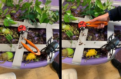 Funky Finger Challenge: Catch the mini beasts