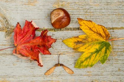A picture of natural autumnal resources including leaves, a conker and a helicopter seed